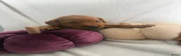 Labrador Retriever dogs for sale: Exceptional Fox Red Labrador Puppies  - Advert 1