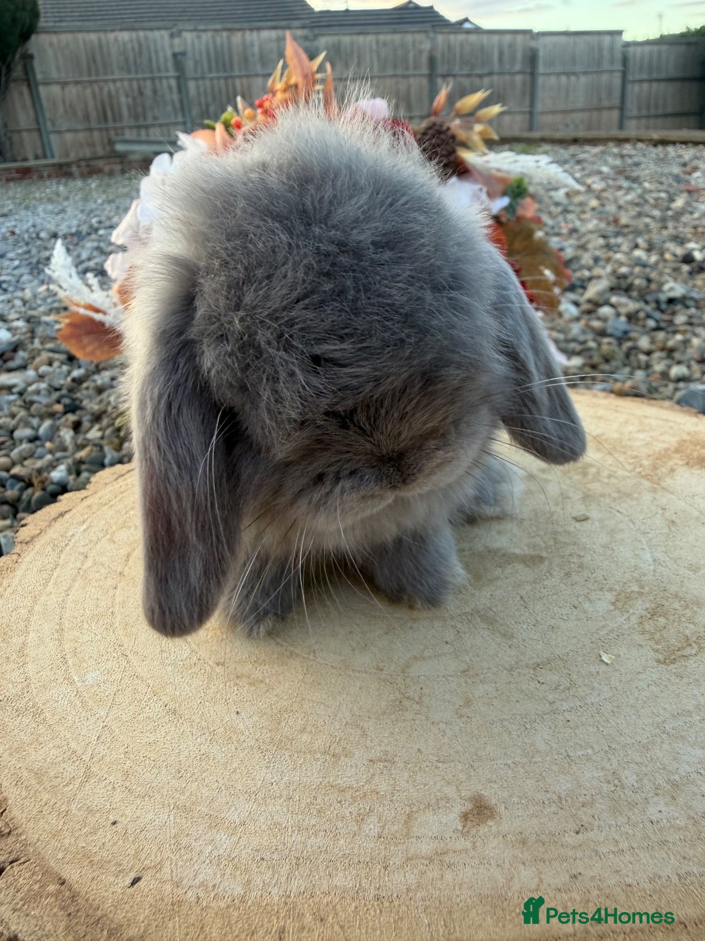 Mini Lop rabbits Beautiful mini lop ready to reserve 🩷🥰 - Advert 2