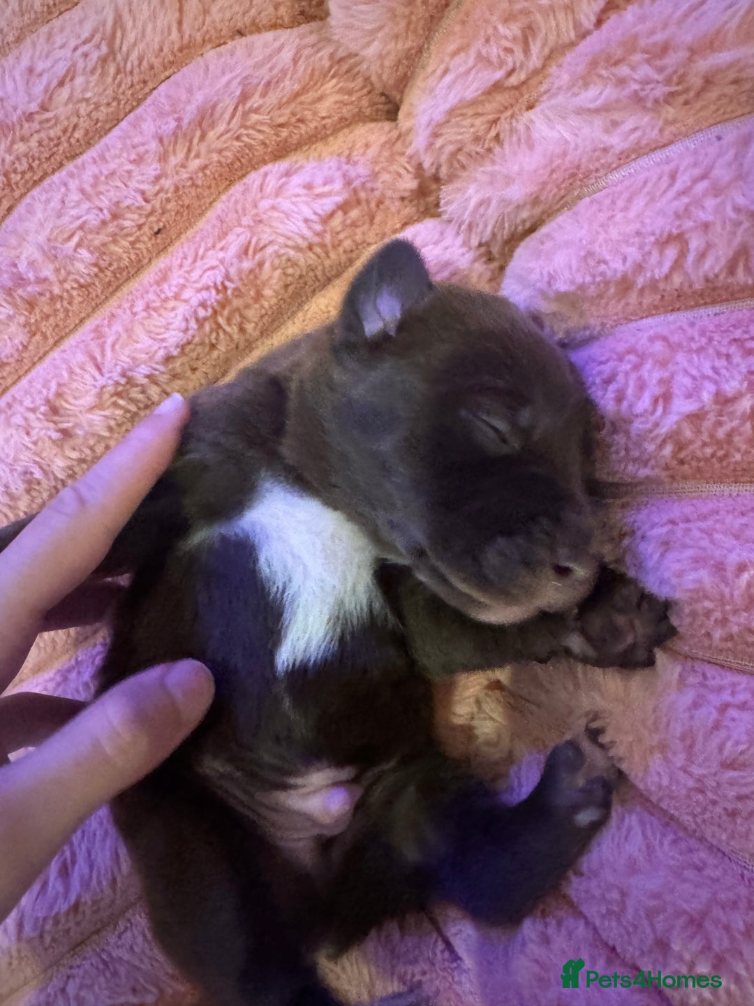 Mixed Breed dogs for sale: Shar Pei cross breed X Labrador Puppies  - Advert 27