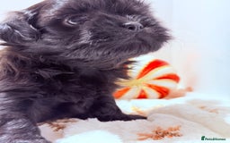 Shih Tzu dogs for sale: 3x Beautiful Pedigree Imperial Shih Tzu Girls - Advert 35