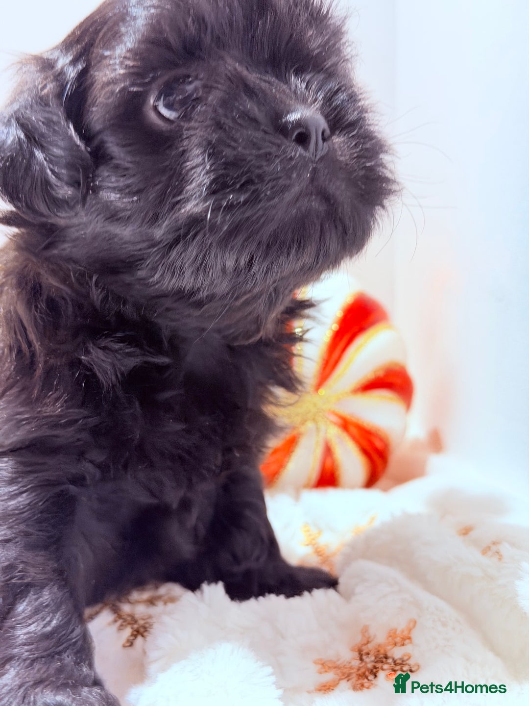 Shih Tzu dogs for sale: 3x Beautiful Pedigree Imperial Shih Tzu Girls - Advert 35