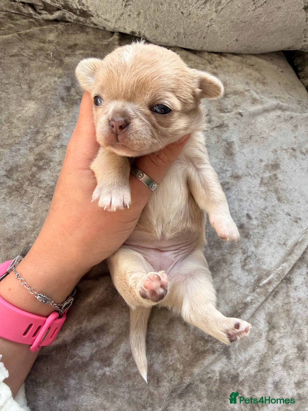 Chihuahua dogs for sale: 💖 Esquire litter of chihuahua puppies 💖 - Advert 33
