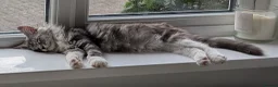 Maine Coon cats for sale: Male Maine Coon Kitten. Both parents can be seen  - Advert 21