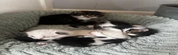 Mixed Breed cats for sale: Gorgeous Mixed Kittens For Sale - Advert 7