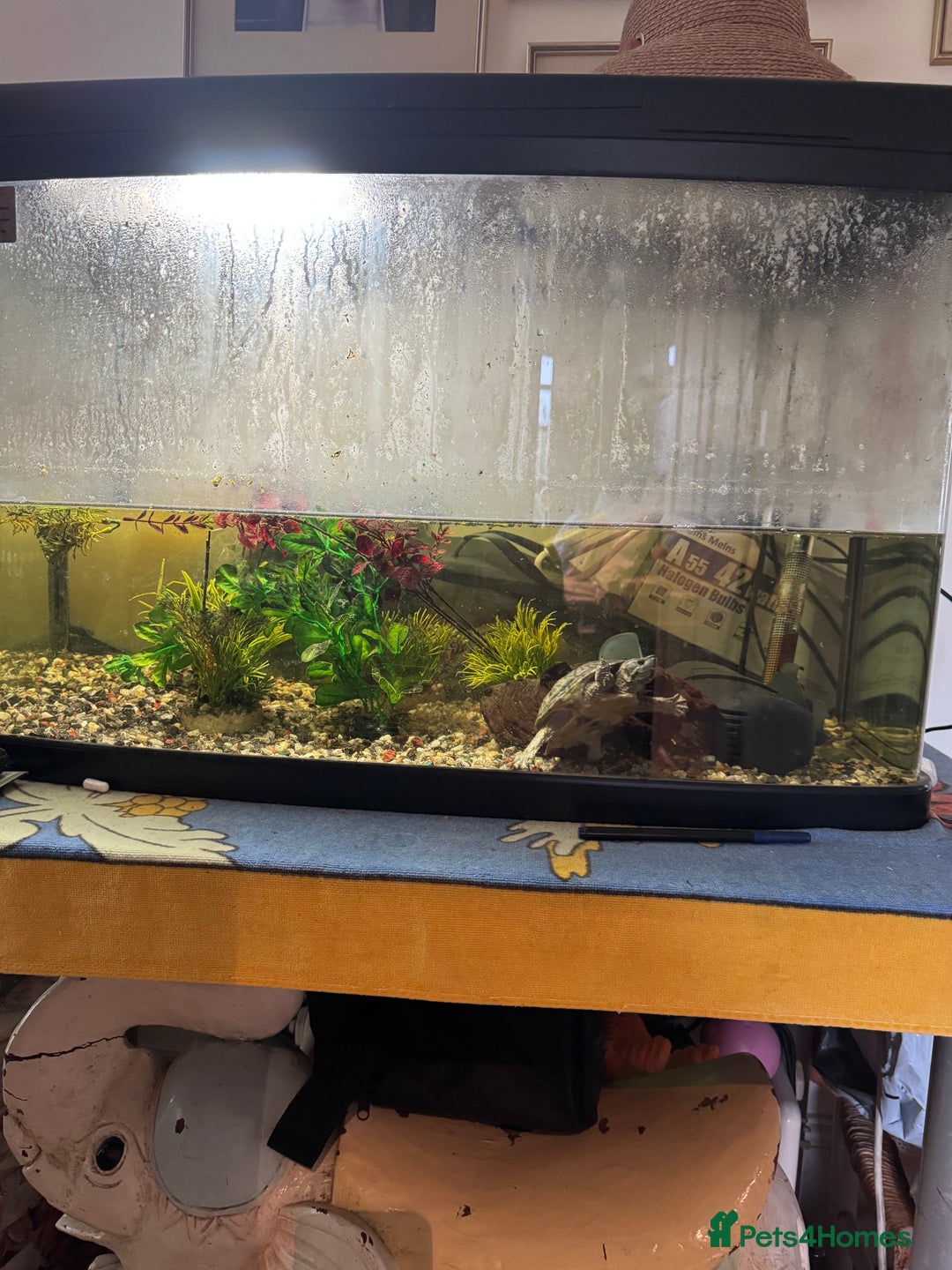 Terrapin reptiles for sale: Male Musk Turtle - Image 6