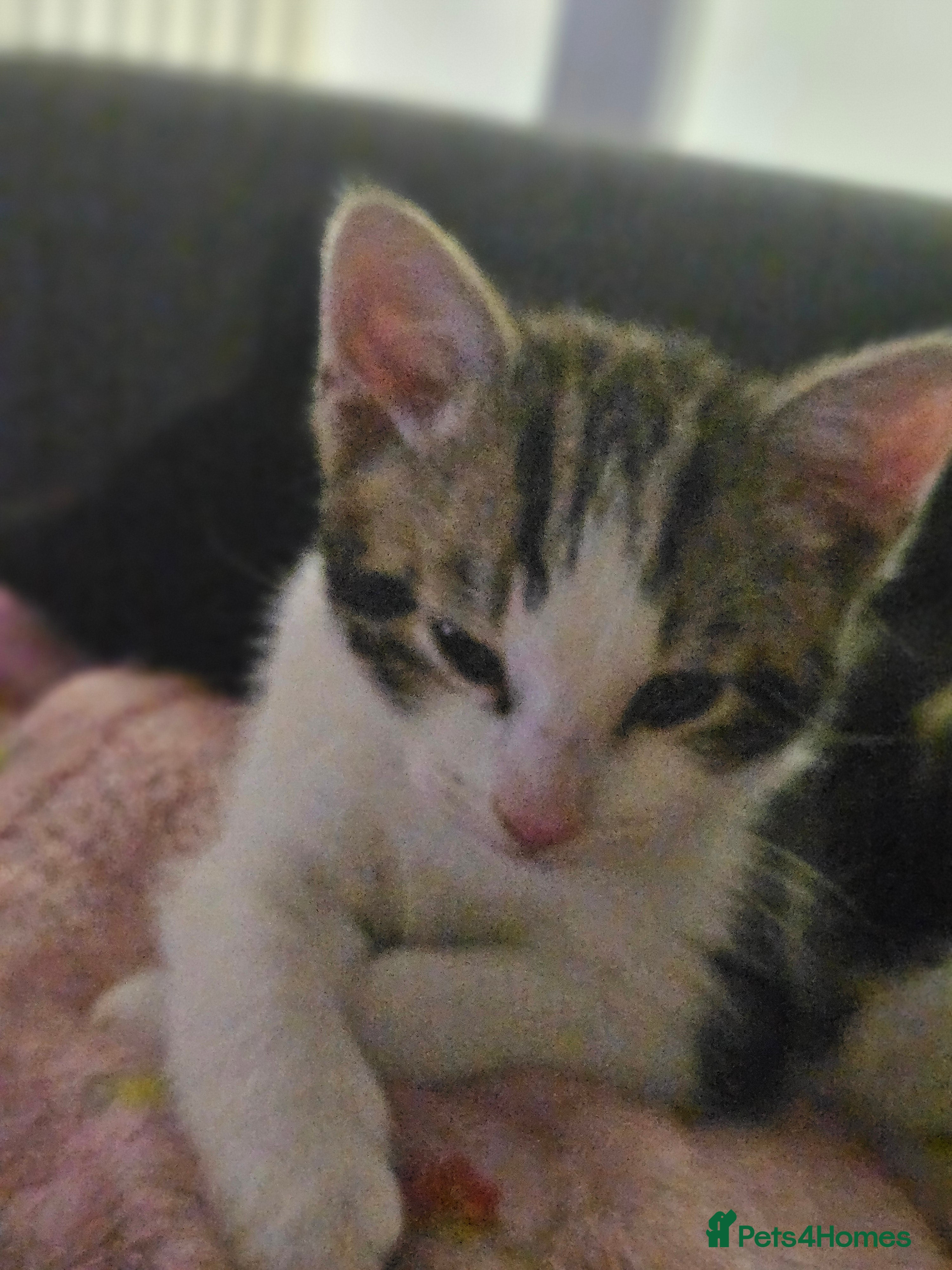 Mixed Breed cats Baby kitten - Advert 5