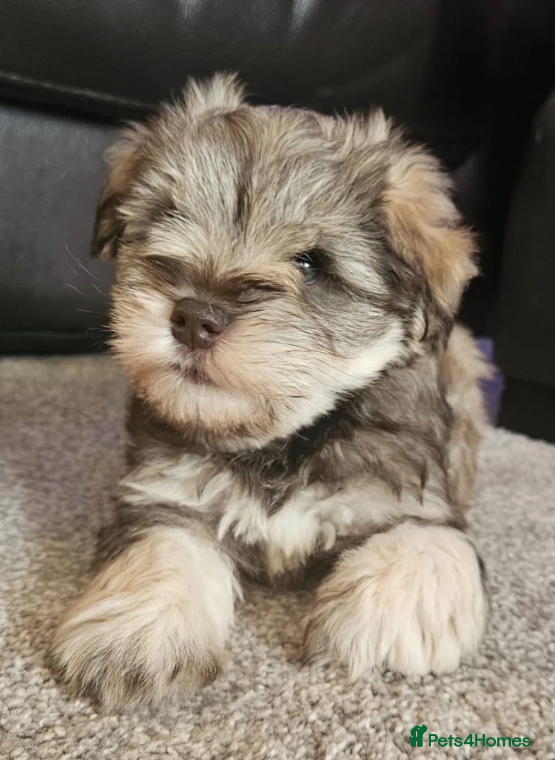 Miniature Schnauzer dogs for stud: KC REG Chocolate & Tan Miniature Schnauzer Stud - Advert 10