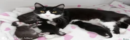 British Shorthair cats for sale: 2 handsome British shorthair boys - Advert 1