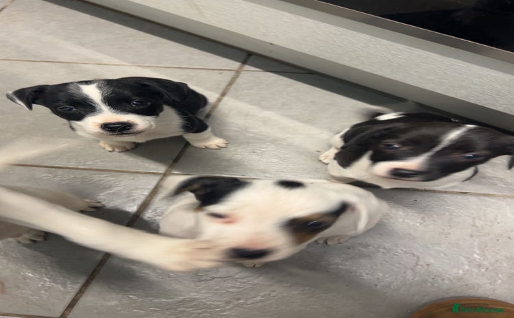 Mixed Breed dogs - Advert 1