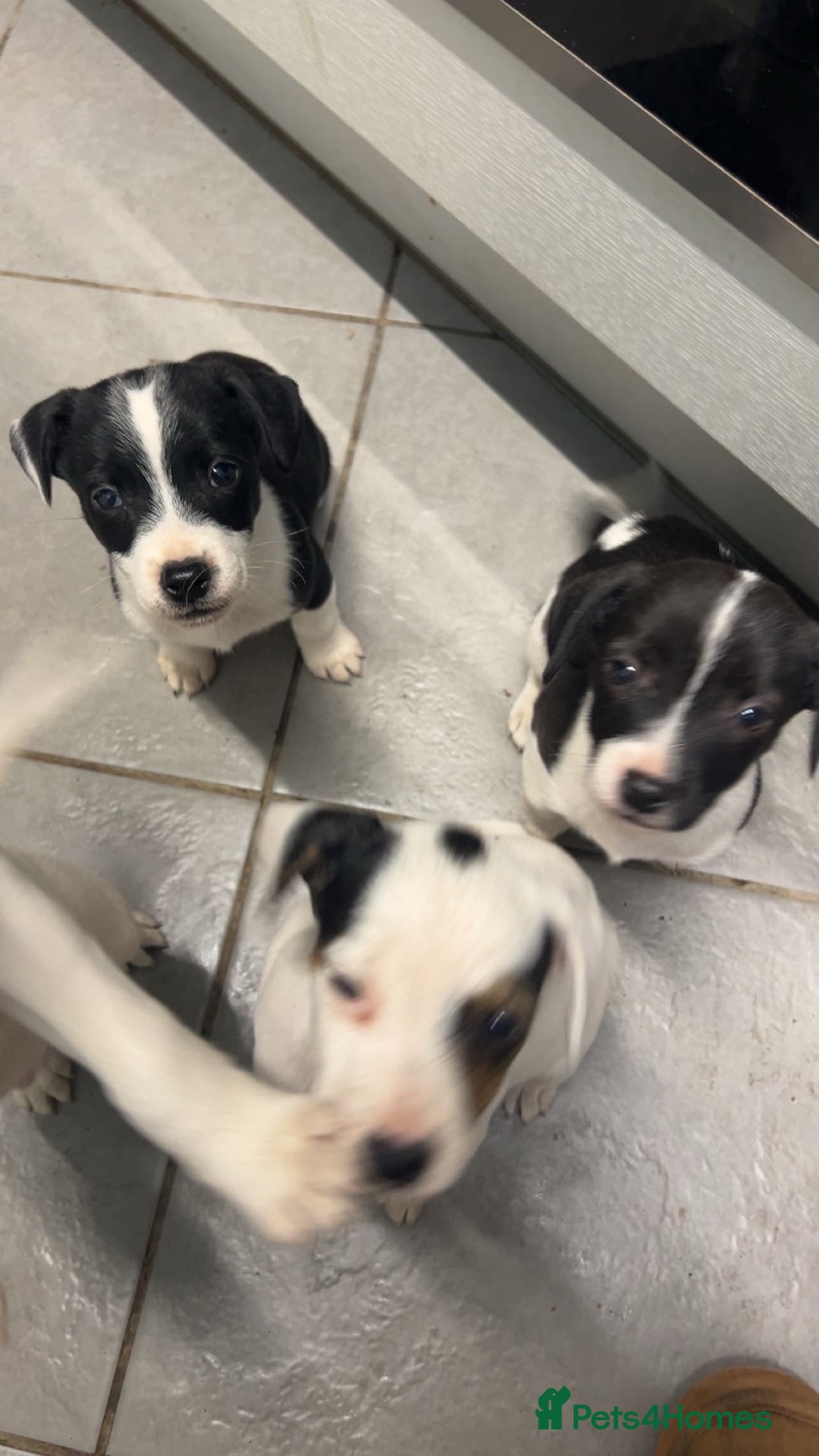 Mixed Breed dogs for sale: Adorable Jack Russell X Puppies - Ready Now - Image 1