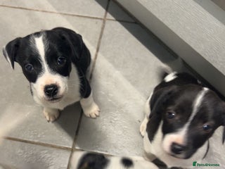 Mixed Breed dogs - Advert 3