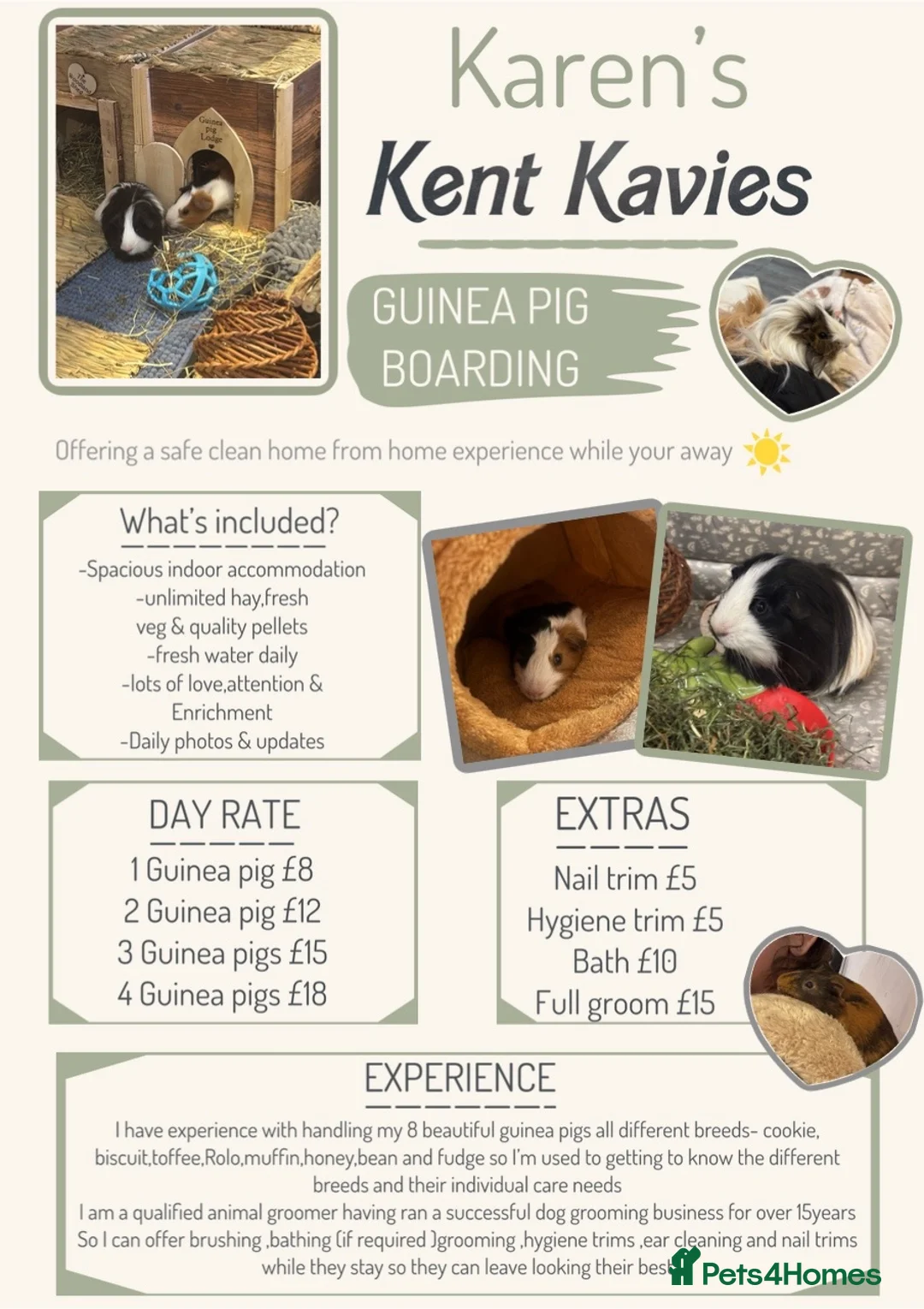 Guinea Pig rodents for sale: Guinea pig boarding in Herne bay - Advert 2