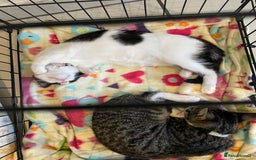 Mixed Breed cats for sale: 7 month female black and white cat - Image 2