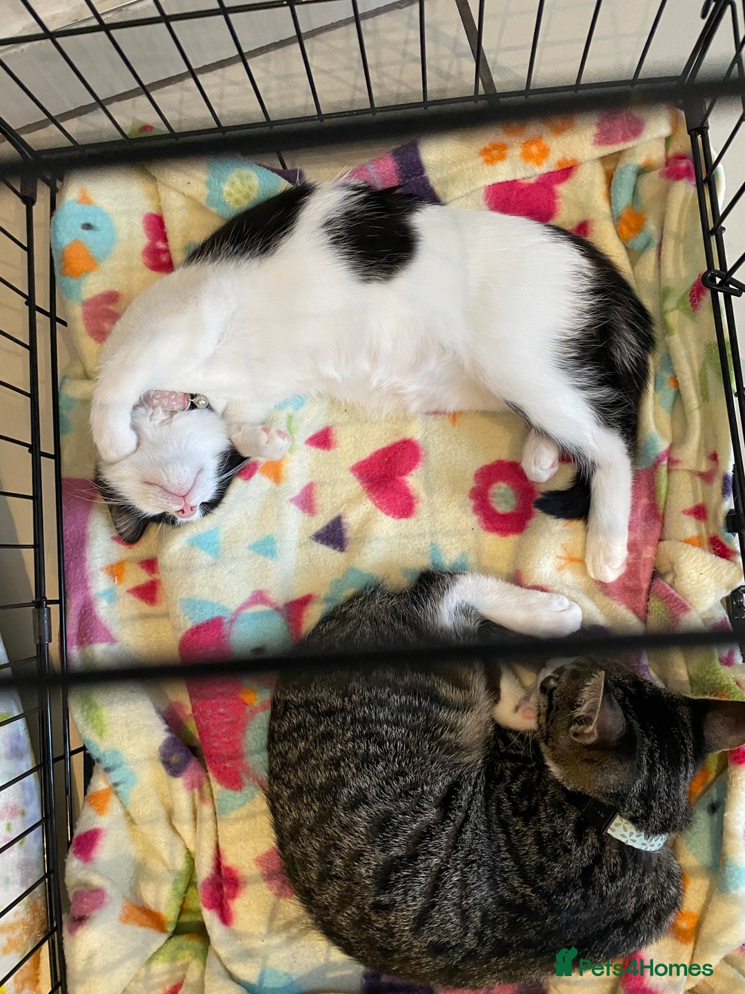 Mixed Breed cats for sale: 7 month female black and white cat - Image 2