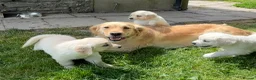 Golden Retriever dogs for sale: FULLY VACCINATED KC REG GOLDEN RETRIEVERS - Advert 18