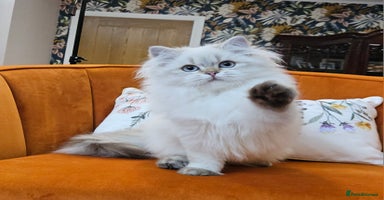 Scottish Fold cats - Advert 3