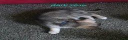 Shepsky dogs for sale: 9 shepsky puppies  - Advert 25