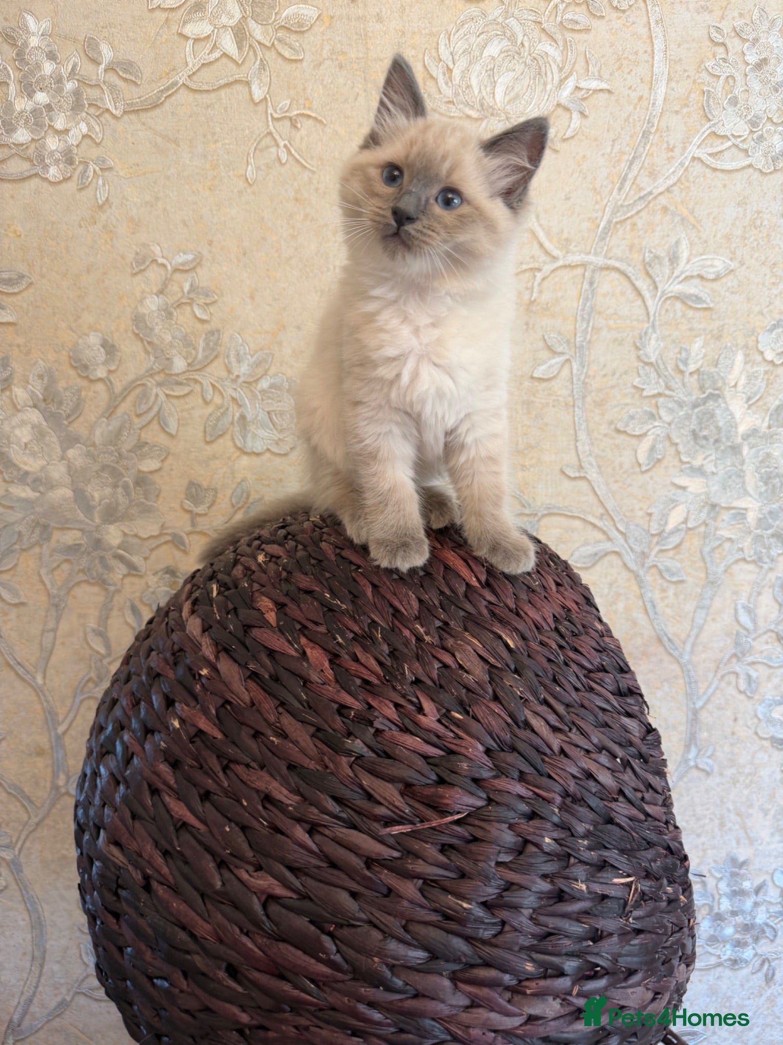 Ragdoll cats   1 BEAUTIFUL RAGDOLL GIRL LEFT  - Advert 2