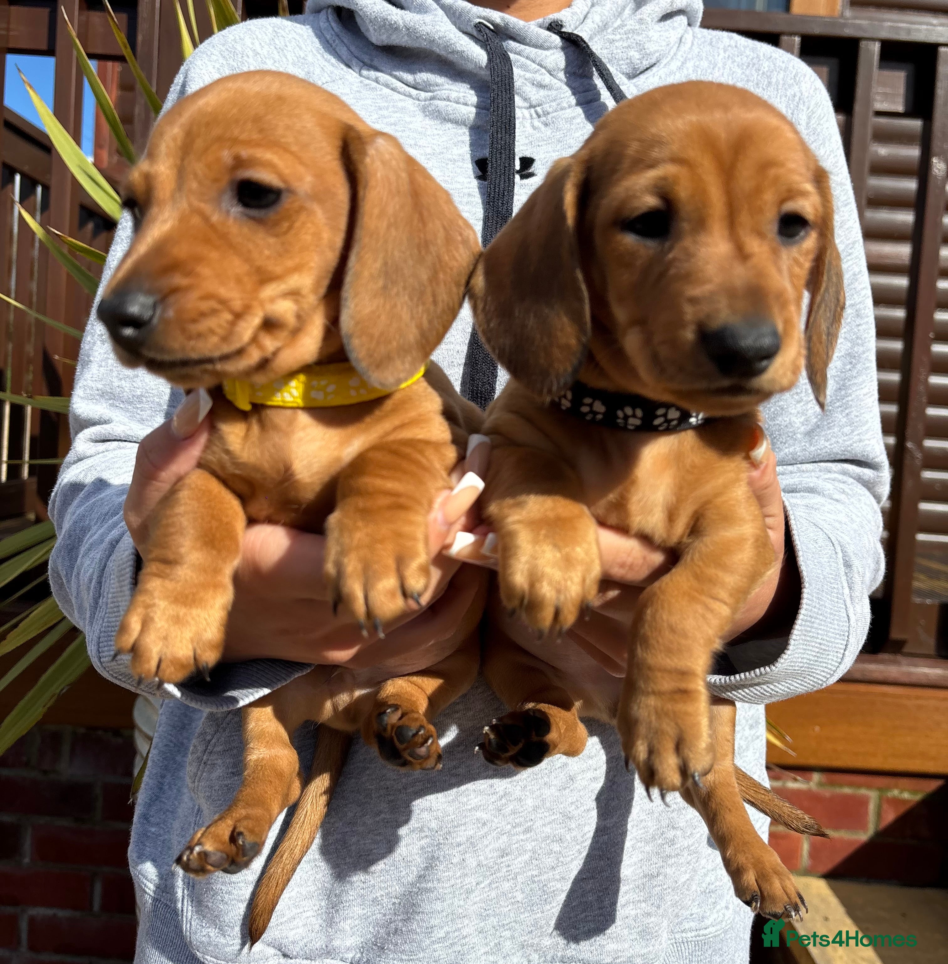 Dachshund dogs 7 gorgeous minature dachshund puppy’s🐶 - Advert 10