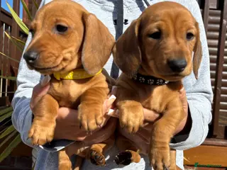 Dachshund dogs 7 gorgeous minature dachshund puppy’s🐶 - Advert 10