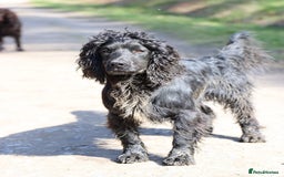 Cocker Spaniel dogs for sale: Working Cocker Spaniels *Due 25th October*  - Image 4