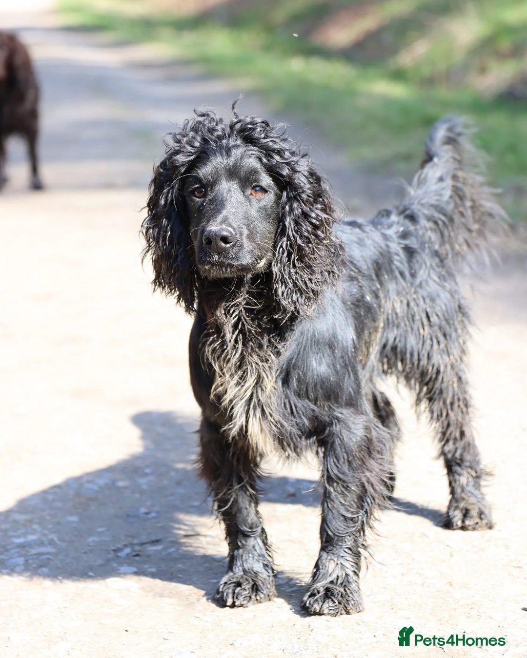 Cocker Spaniel dogs for sale: Working Cocker Spaniels *Due 25th October*  - Image 4