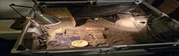 Tortoise reptiles for sale: Horsfield tortoise  - Advert 4
