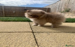 Pomeranian dogs for sale: Baby girl - Image 3