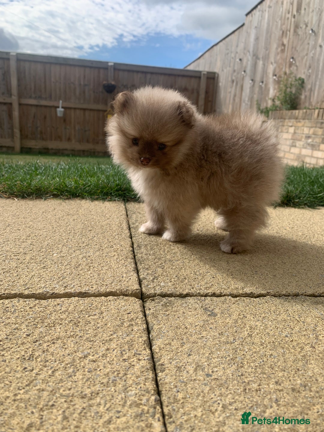 Pomeranian dogs for sale: Baby girl - Image 3