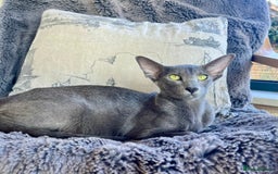 Oriental cats for sale: Outstanding Pedigree Oriental GCCF reg kittens - Image 7