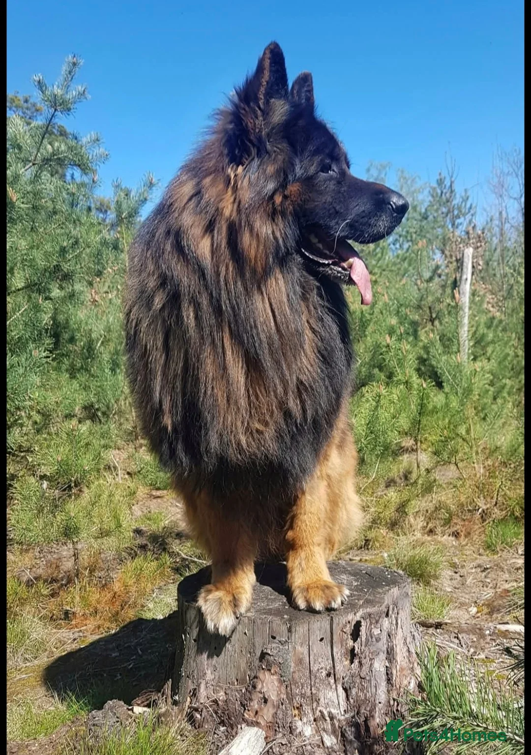 German Shepherd dogs for sale: German shepherd long hair strach back - Advert 6
