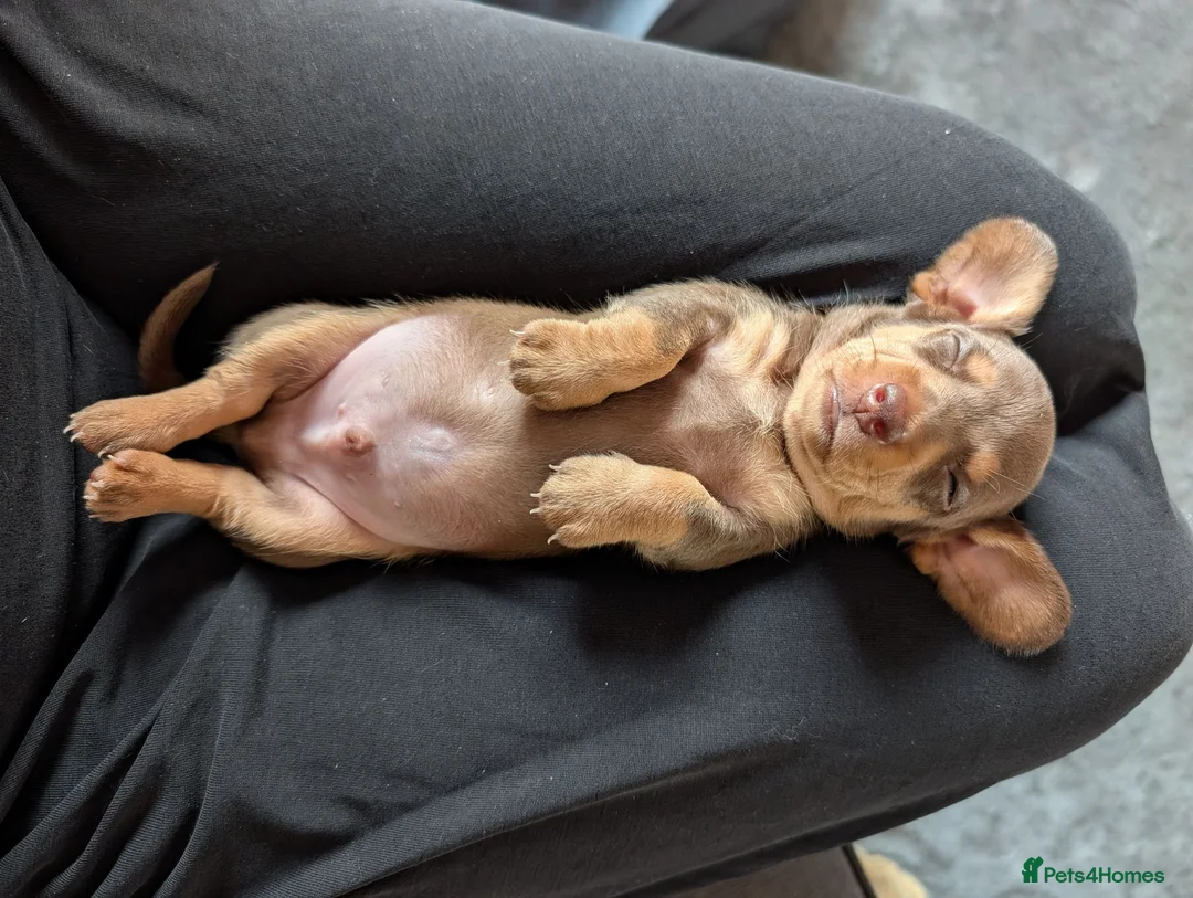 Miniature Dachshund dogs for sale: Miniature dachshund puppies for sale in Bilston - Advert 2