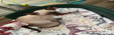 Oriental Kitten 2