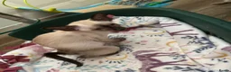 Oriental cats for sale: ORIENTAL and SIAMESE Adorable kittens - Advert 3