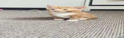 Mixed Breed cats for sale: Kitten - Advert 3