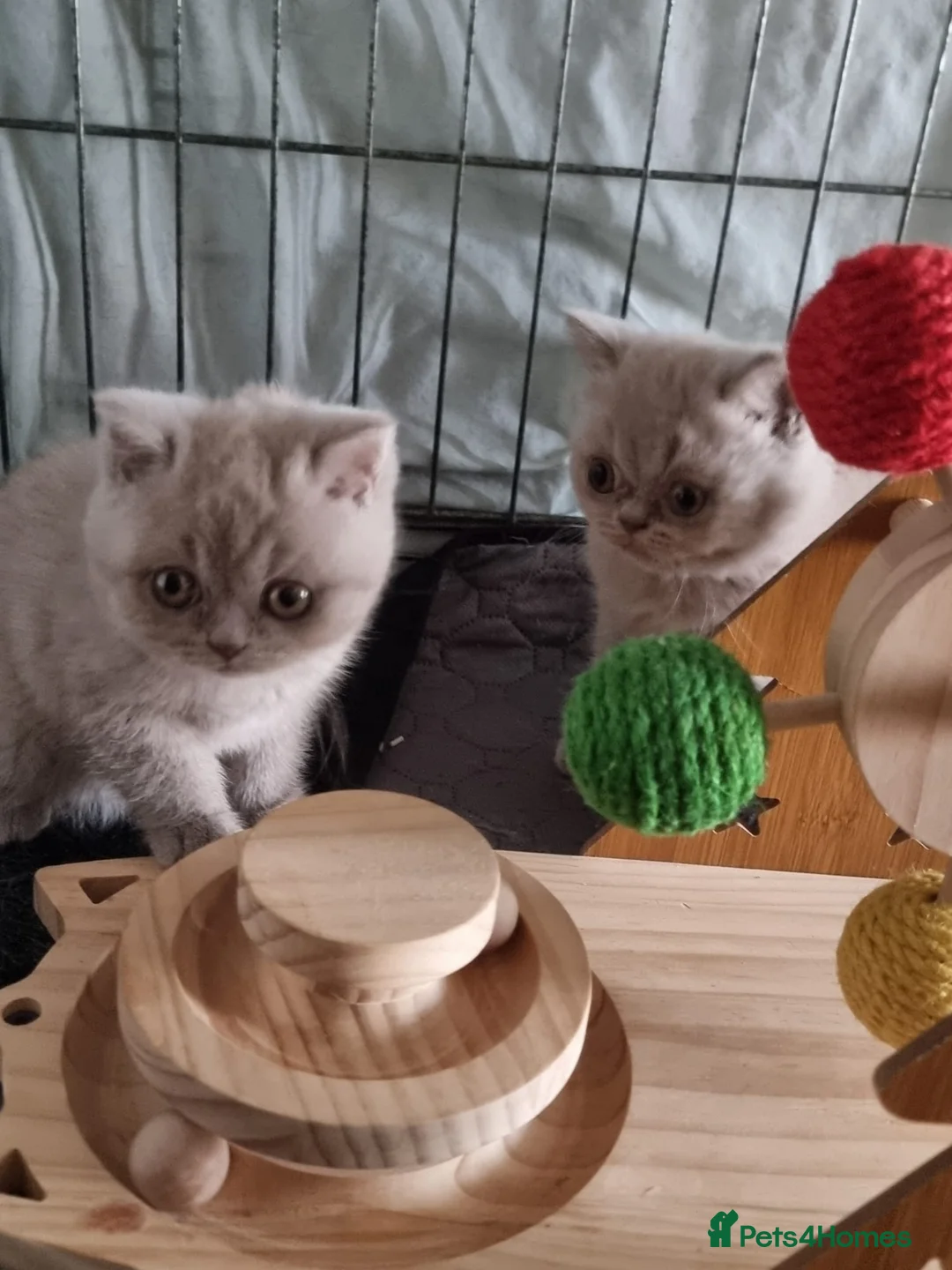 British Shorthair cats for sale: British Shorthair Healthy Vaccinated Microchipped  - Advert 1