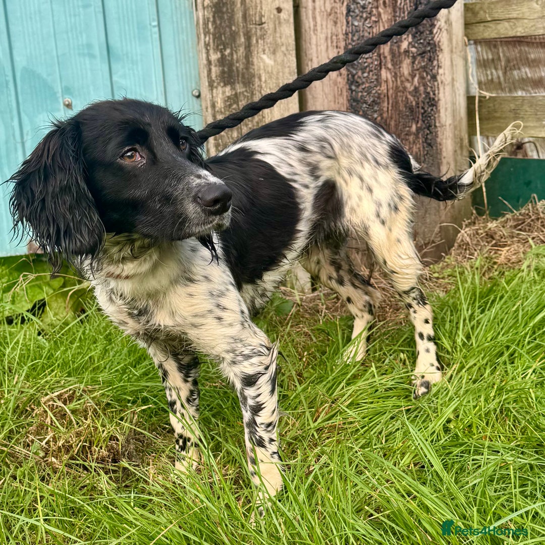 Sprocker dogs for sale: 7 month old Sprocker  - Image 1