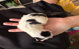 Domestic Shorthair cats for sale: 5 Domestic Shorthair Kittens - Image 4