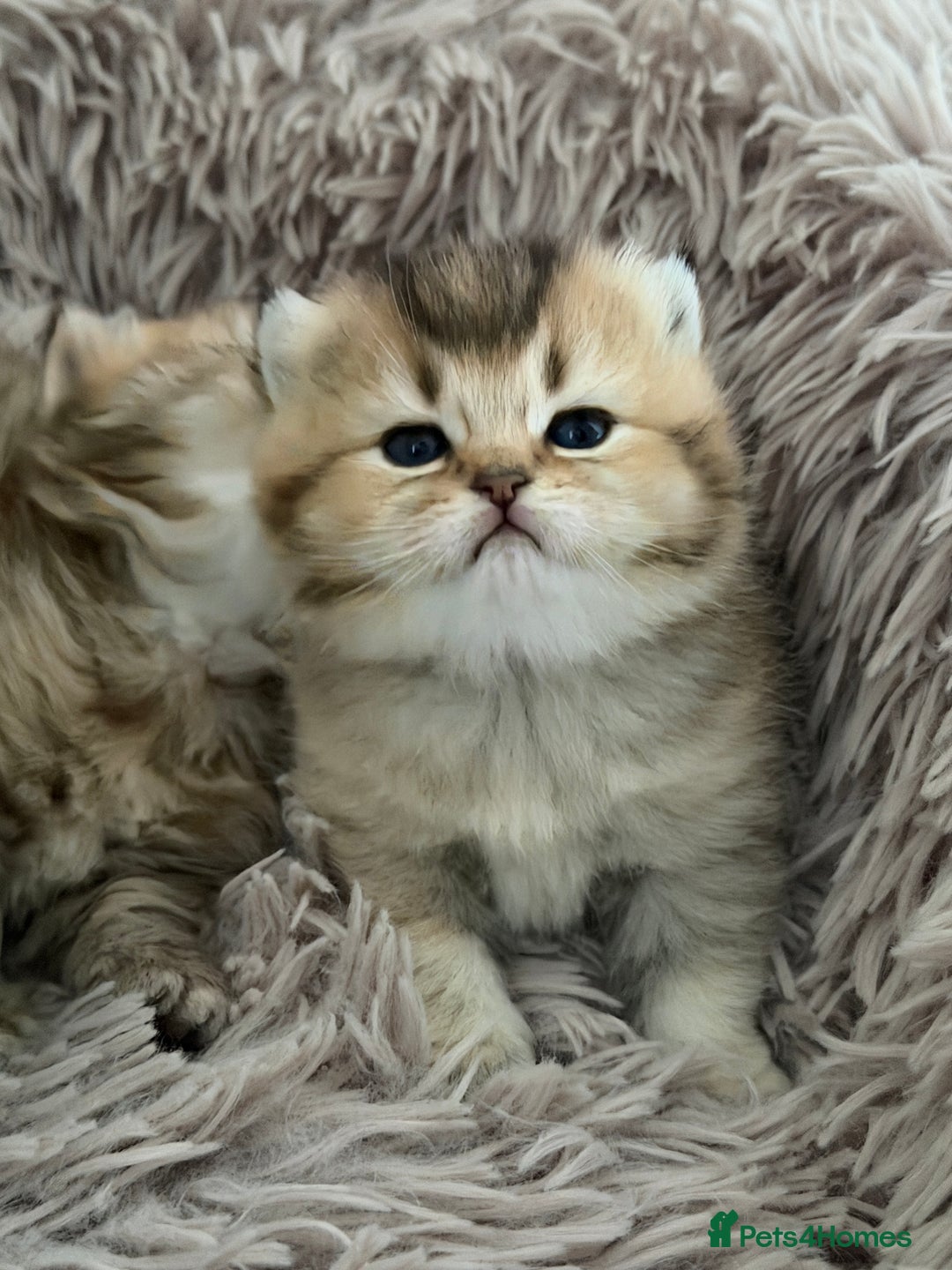 British Shorthair cats for sale: Beautiful British Shorthair Kittens – 5 Available - Advert 19