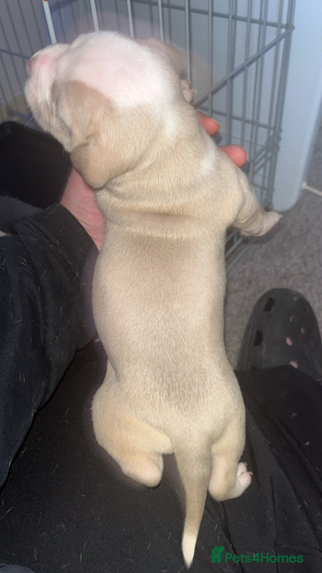 Mixed Breed dogs for sale: 4 beautiful olde English bulldog/ American bulldog - Advert 9