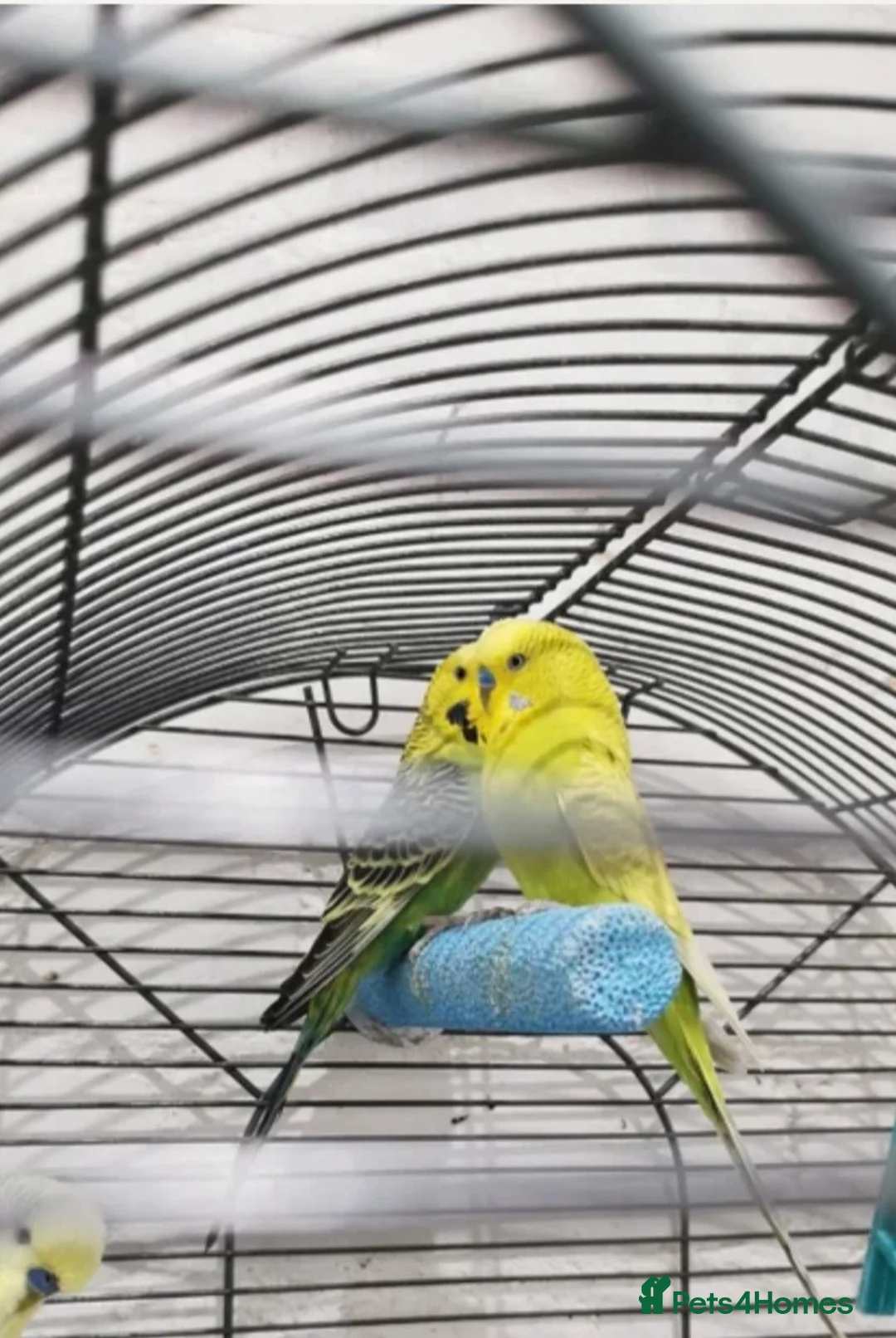 Budgerigars birds for sale: Bonded pair of budgies - Advert 5