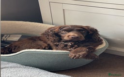 Cocker Spaniel dogs for sale: Cocker Spaniel ready for his new home - Image 4