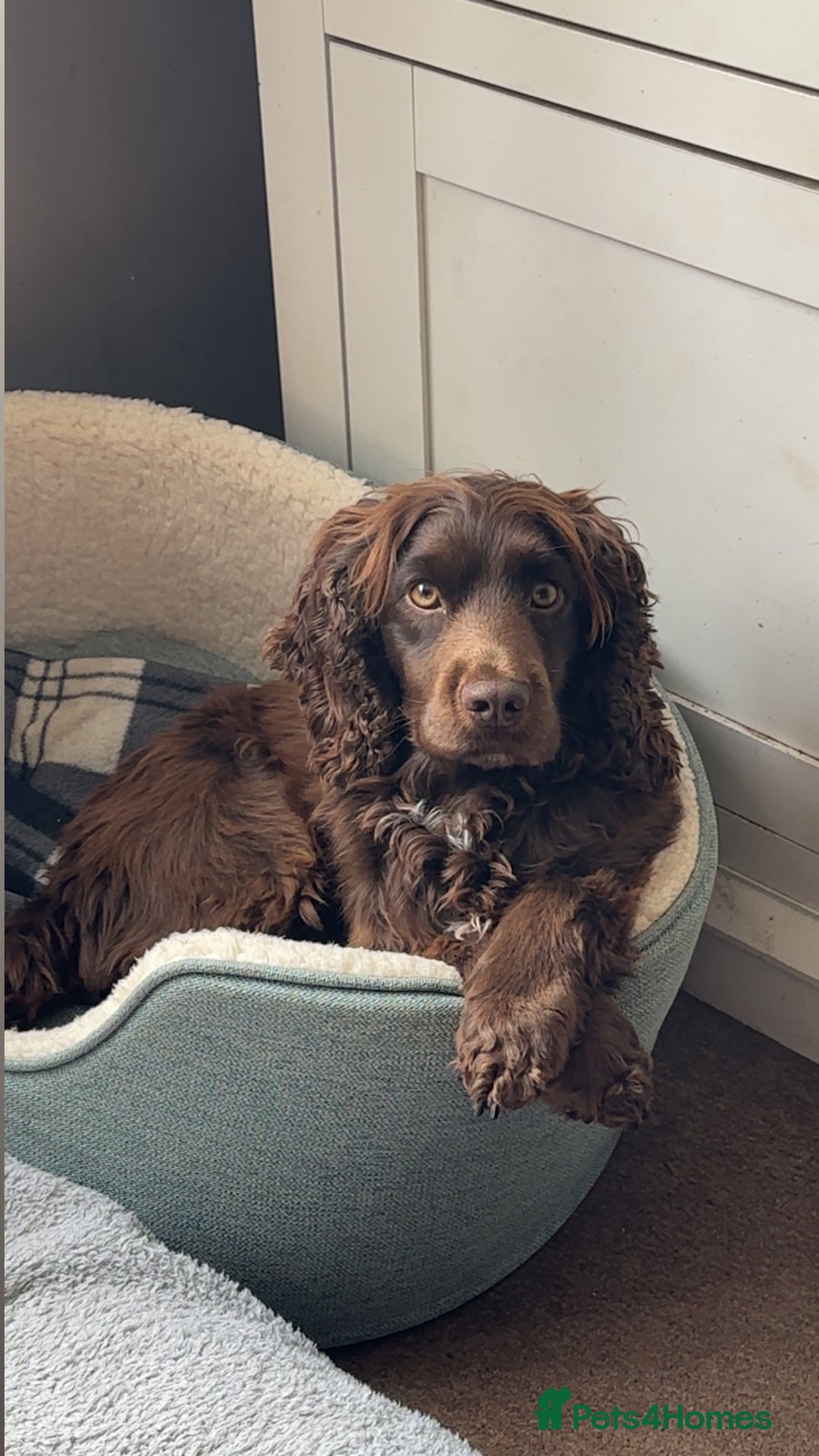 Cocker Spaniel dogs for sale: Cocker Spaniel ready for his new home - Image 4