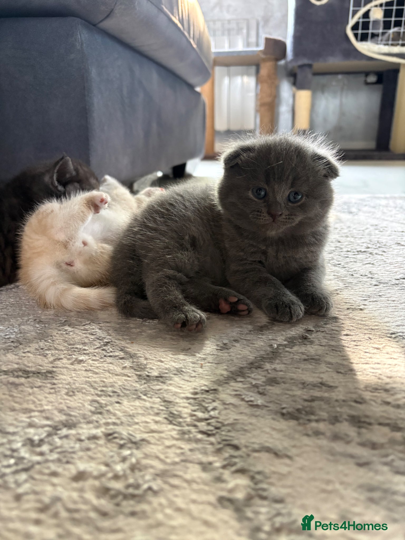 Scottish Fold cats Adorable 5 Scottish Fold Kittens - Advert 18