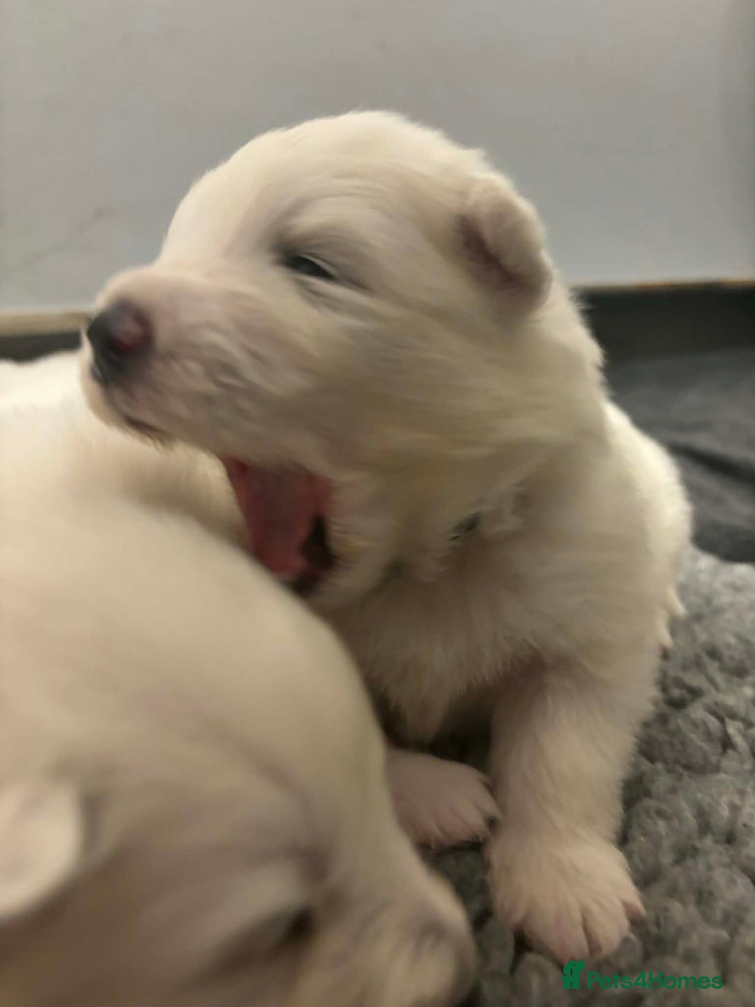 Samoyed dogs for sale: KC reg. Samoyed puppies with champ bloodline  - Advert 8