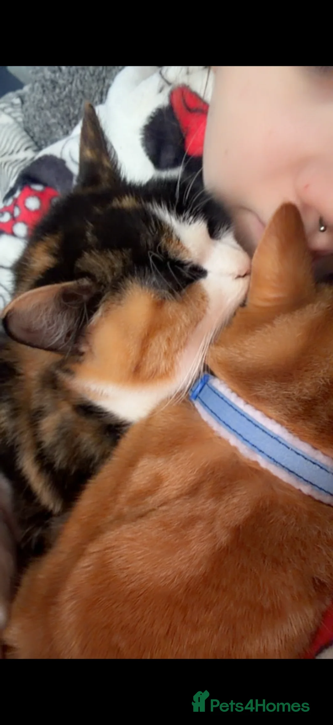 British Shorthair cats for sale: Benji and Sassy - Advert 8