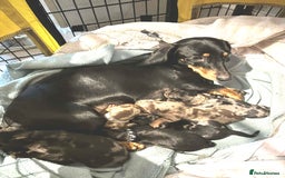 Dachshund dogs for sale: Daushund puppies  - Advert 12