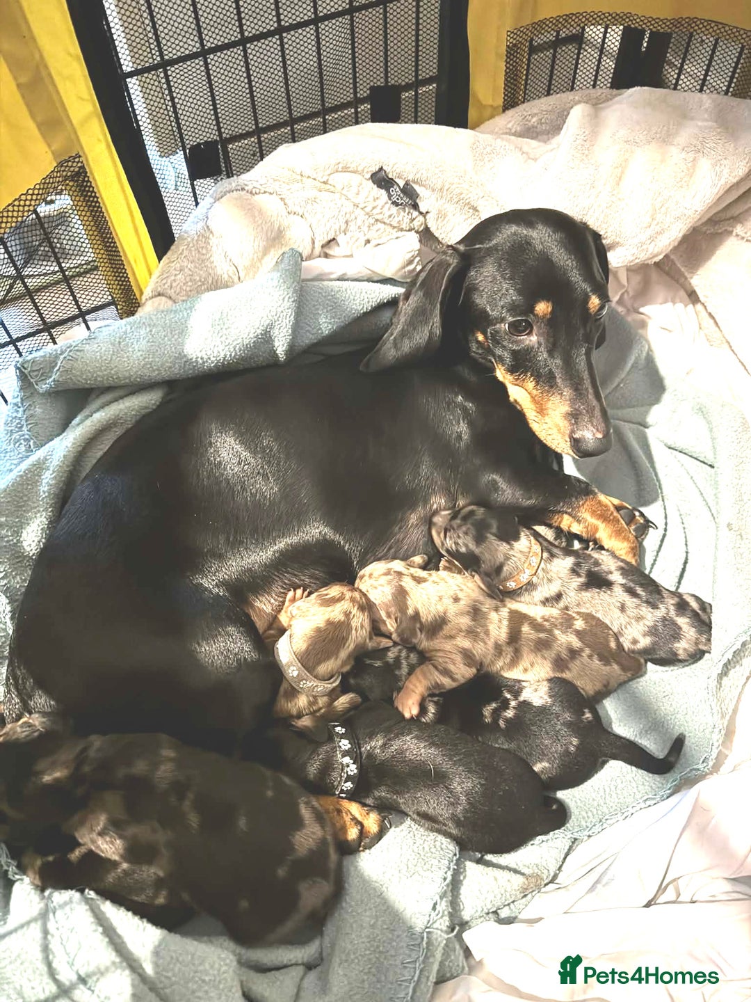 Dachshund dogs for sale: Daushund puppies  - Advert 12