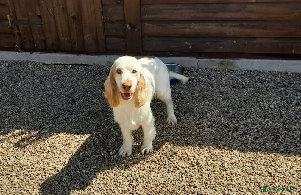 Cocker Spaniel dogs Kennel Club Registered Show Line Cocker Spaniel  in Warwick - Advert 4
