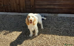 Cocker Spaniel dogs for stud: Kennel Club Registered Show Line Cocker Spaniel  in Warwick - Image 1